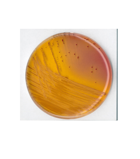 KF Streptococcus Agar-110707.0500